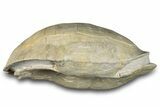 Fossil Tortoise (Stylemys) Shell - Wyoming #299820-1